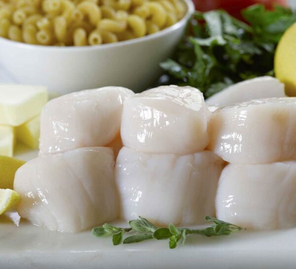 Sea Scallops